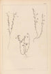 Herbier de la flore française Pl0489 - Louis Antoine Cusin — vy av konstverket