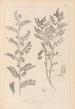 Herbier de la flore française Pl0490 - Louis Antoine Cusin — vy av konstverket