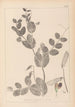 Herbier de la flore française Pl0491 - Louis Antoine Cusin — vy av konstverket