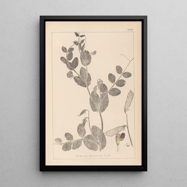 Louis Antoine Cusin - Herbier de la flore franaise Pl0491.webp