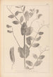 Herbier de la flore française Pl0492 - Louis Antoine Cusin — vy av konstverket