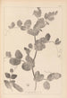 Herbier de la flore française Pl0493 - Louis Antoine Cusin — vy av konstverket
