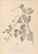 Herbier de la flore française Pl0494 - Louis Antoine Cusin — vy av konstverket