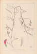 Herbier de la flore française Pl0495 - Louis Antoine Cusin — vy av konstverket