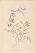 Herbier de la flore française Pl0496 - Louis Antoine Cusin — vy av konstverket
