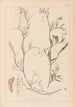 Herbier de la flore française Pl0497 - Louis Antoine Cusin — vy av konstverket