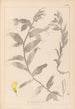 Herbier de la flore française Pl0498 - Louis Antoine Cusin — vy av konstverket