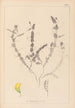 Herbier de la flore française Pl0499 - Louis Antoine Cusin — vy av konstverket