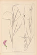 Herbier de la flore française Pl0500 - Louis Antoine Cusin — vy av konstverket