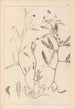 Herbier de la flore française Pl0501 - Louis Antoine Cusin — vy av konstverket