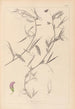 Herbier de la flore française Pl0502 - Louis Antoine Cusin — vy av konstverket