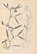 Herbier de la flore française Pl0503 - Louis Antoine Cusin — vy av konstverket