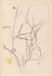 Herbier de la flore française Pl0504 - Louis Antoine Cusin — vy av konstverket