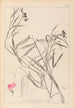 Herbier de la flore française Pl0505 - Louis Antoine Cusin — vy av konstverket