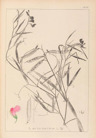 Louis Antoine Cusin - Herbier de la flore franaise Pl0505.webp
