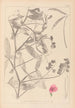 Herbier de la flore française Pl0506 - Louis Antoine Cusin — vy av konstverket
