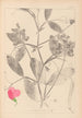Herbier de la flore française Pl0507 - Louis Antoine Cusin — vy av konstverket