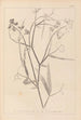 Herbier de la flore française Pl0508 - Louis Antoine Cusin — vy av konstverket
