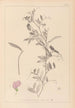 Herbier de la flore française Pl0509 - Louis Antoine Cusin — vy av konstverket