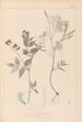 Herbier de la flore française Pl0511 - Louis Antoine Cusin — vy av konstverket