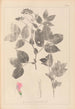 Herbier de la flore française Pl0512 - Louis Antoine Cusin — vy av konstverket