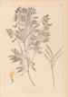 Herbier de la flore française Pl0513 - Louis Antoine Cusin — vy av konstverket