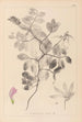 Herbier de la flore française Pl0514 - Louis Antoine Cusin — vy av konstverket