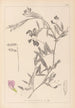Herbier de la flore française Pl0515 - Louis Antoine Cusin — vy av konstverket