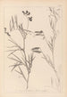 Herbier de la flore française Pl0516 - Louis Antoine Cusin — vy av konstverket