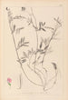 Herbier de la flore française Pl0517 - Louis Antoine Cusin — vy av konstverket
