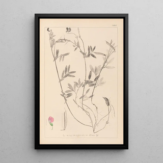 Louis Antoine Cusin - Herbier de la flore franaise Pl0517.webp