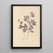 Herbier de la flore française Pl0518 - Louis Antoine Cusin — inramlat konstverk på väggen