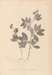 Herbier de la flore française Pl0518 - Louis Antoine Cusin — vy av konstverket