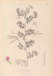 Herbier de la flore française Pl0519 - Louis Antoine Cusin — vy av konstverket