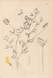 Herbier de la flore française Pl0520 - Louis Antoine Cusin — vy av konstverket