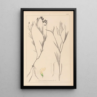 Louis Antoine Cusin - Herbier de la flore franaise Pl0521.webp