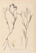 Herbier de la flore française Pl0521 - Louis Antoine Cusin — vy av konstverket