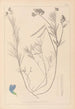 Herbier de la flore française Pl0522 - Louis Antoine Cusin — vy av konstverket