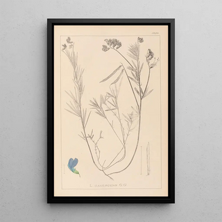Louis Antoine Cusin - Herbier de la flore franaise Pl0522.webp