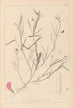 Herbier de la flore française Pl0523 - Louis Antoine Cusin — vy av konstverket