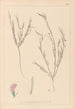 Herbier de la flore française Pl0525 - Louis Antoine Cusin — vy av konstverket