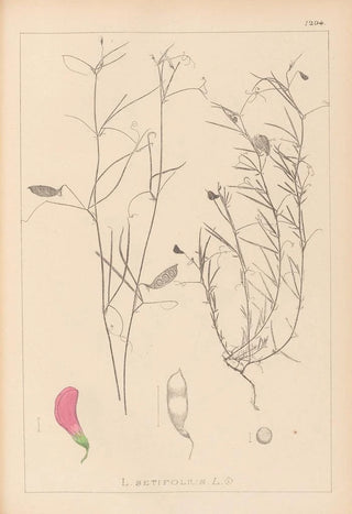Louis Antoine Cusin - Herbier de la flore franaise Pl0526.webp