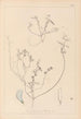 Herbier de la flore française Pl0527 - Louis Antoine Cusin — vy av konstverket