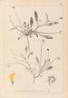 Herbier de la flore française Pl0528 - Louis Antoine Cusin — vy av konstverket