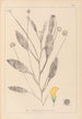 Herbier de la flore française Pl0529 - Louis Antoine Cusin — vy av konstverket