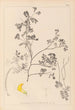Herbier de la flore française Pl0530 - Louis Antoine Cusin — vy av konstverket