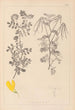 Herbier de la flore française Pl0531 - Louis Antoine Cusin — vy av konstverket