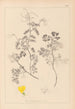 Herbier de la flore française Pl0532 - Louis Antoine Cusin — vy av konstverket