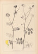 Herbier de la flore française Pl0533 - Louis Antoine Cusin — vy av konstverket