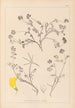 Herbier de la flore française Pl0534 - Louis Antoine Cusin — vy av konstverket